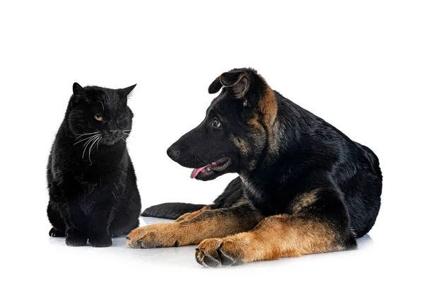 Young German Shepherd Cat Front White Background — Stock Photo, Image