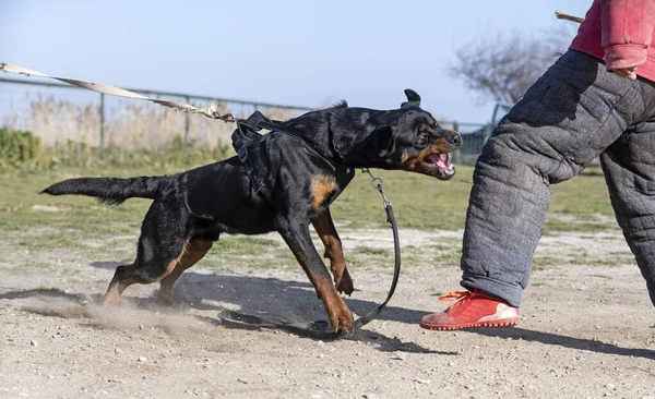 Formazione Giovane Rottweiler Protezione Della Natura — Foto Stock