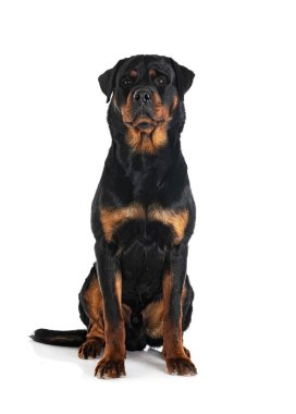 Beyaz arkaplan önünde safkan rottweiler