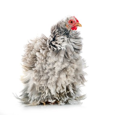 Pekin bantam beyaz arkaplan önünde