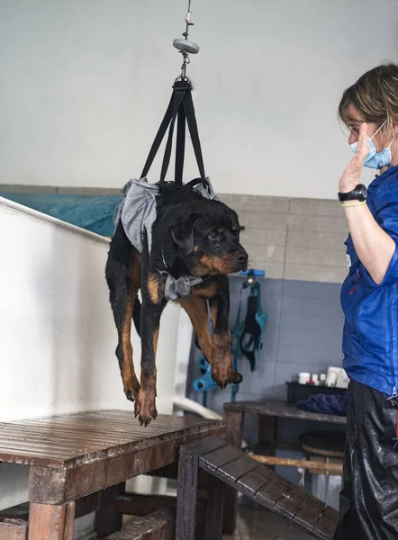 Joven Rottweiler Arnés Para Reeducación — Foto de Stock