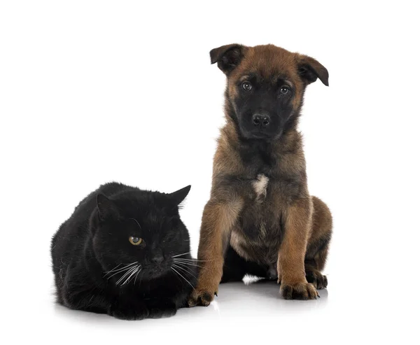 Cachorro Pastor Belga Gato Frente Fundo Branco — Fotografia de Stock