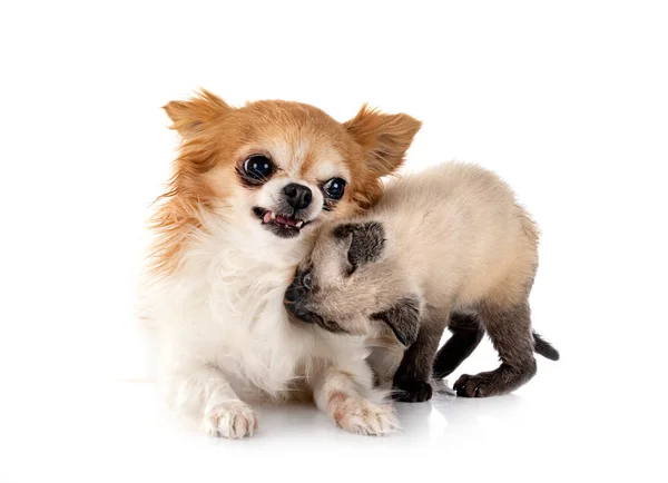 Kleiner Chihuahua Und Kätzchen Vor Weißem Hintergrund — Stockfoto