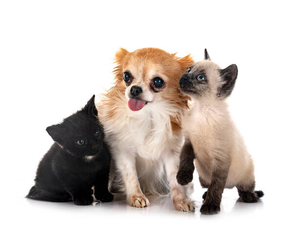 little chihuahua and kitten in front of white background