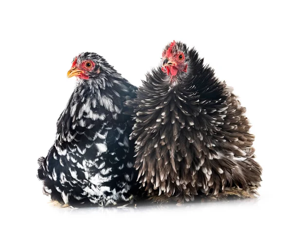 Pekin Bantam Frente Fundo Branco — Fotografia de Stock