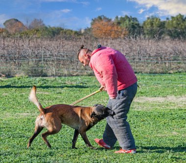 Genç Belçikalı çoban köpeği doğada güvenlik eğitimi alıyor.