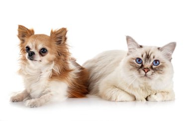 Birman Cat ve Chihuahua beyaz arkaplanın önünde