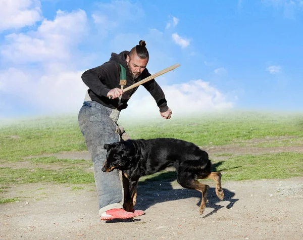 Perro Pastor Beauce Entrenamiento Naturaleza Para Seguridad —  Fotos de Stock