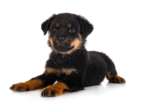 Cachorro Rottweiler Frente Fundo Branco — Fotografia de Stock