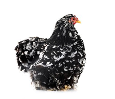 Pekin bantam beyaz arkaplan önünde