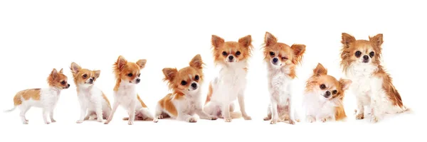 Crescimento Chihuahua Raça Pura Frente Fundo Branco Entre Três Meses — Fotografia de Stock