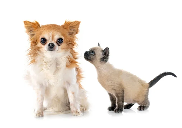 Små Chihuahua Kattunge Foran Hvit Bakgrunn – stockfoto