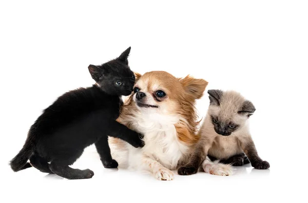 Pequeno Chihuahua Gatinho Frente Fundo Branco — Fotografia de Stock