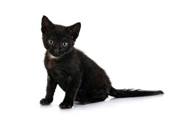 Young Kitten Front White Background — Stock Photo, Image