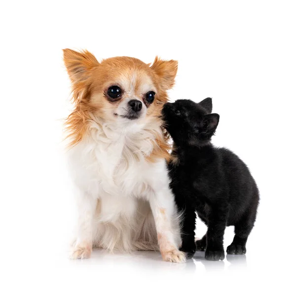 Jovem Gatinho Chihuahua Frente Fundo Branco — Fotografia de Stock