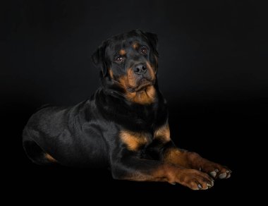 Siyah arkaplan önünde safkan rottweiler