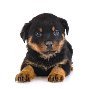 Beyaz arkaplan önünde köpek yavrusu rottweiler
