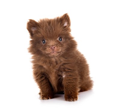 Beyaz arkaplan önünde genç pomeranian