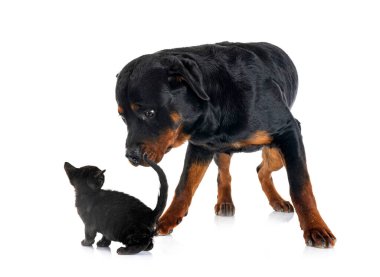safkan Rottweiler ve kedi yavrusu beyaz arkaplanın önünde
