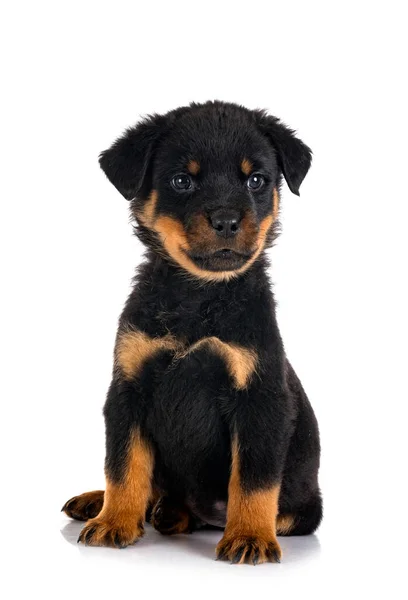 Cachorro Rottweiler Frente Fondo Blanco — Foto de Stock