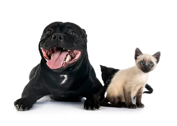 Staffordshire Bull Terrier Gatito Frente Fondo Blanco —  Fotos de Stock