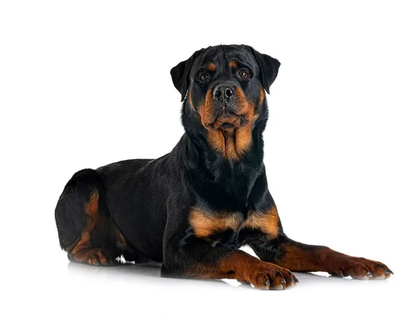 Beyaz Arkaplan Önünde Safkan Rottweiler — Stok fotoğraf