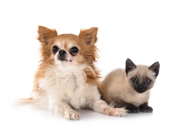 치와와와 고양이 — 스톡 사진