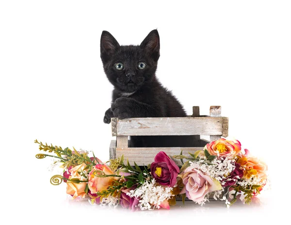 Gatinho Jovem Frente Fundo Branco — Fotografia de Stock