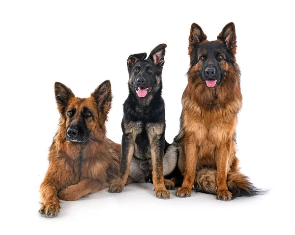 German Shepherds Front White Background — Stock Photo, Image