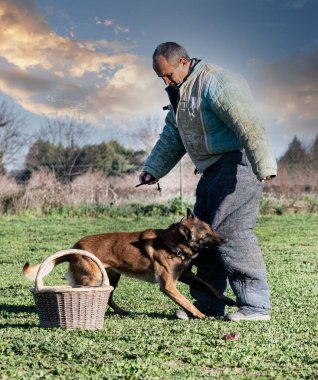 Genç Belçikalı çoban köpeği doğada güvenlik eğitimi alıyor.