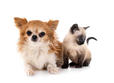 Beyaz arka planda küçük bir chihuahua ve kedi yavrusu