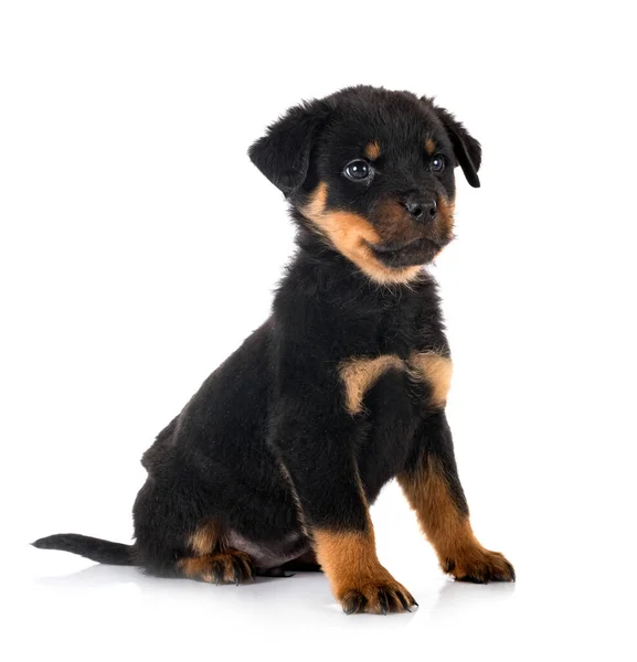 Cachorro Rottweiler Frente Fundo Branco — Fotografia de Stock