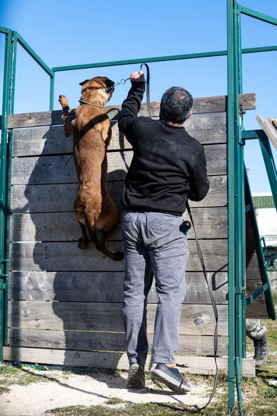 Young Belgian Shepherd Training Nature Security — Stock Photo, Image