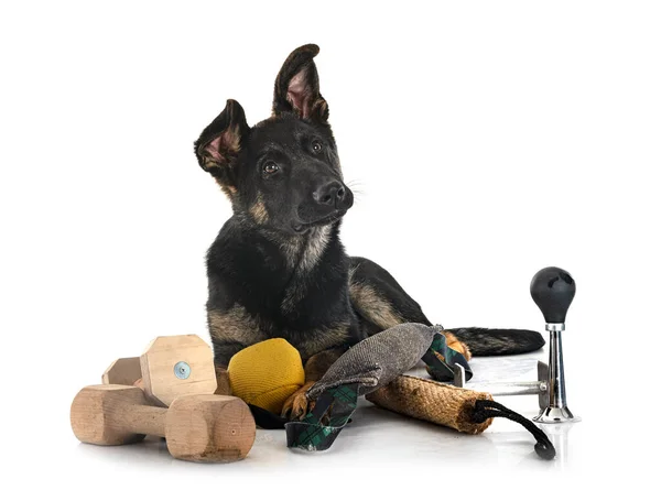 Young German Shepherd Front White Background — Stock Photo, Image