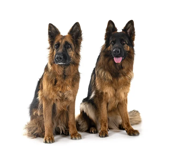 German Shepherds Front White Background — Stock Photo, Image