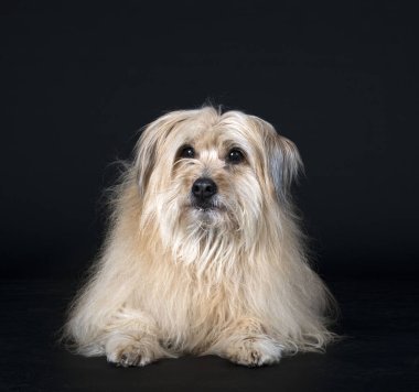 Siyah arkaplan önünde Pyrenean Çoban Köpeği