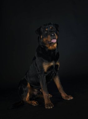 Siyah arkaplan önünde safkan rottweiler
