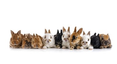 Beyaz arkaplan önünde Rex Tavşanları