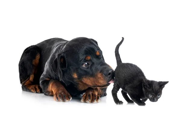 Raszuivere Rottweiler Kitten Voor Witte Achtergrond — Stockfoto