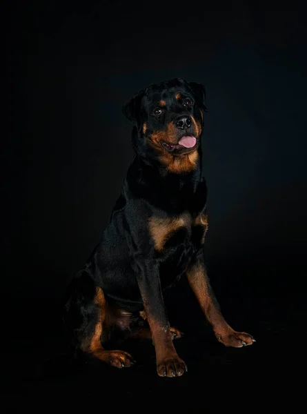 Reinrassiger Rottweiler Vor Schwarzem Hintergrund — Stockfoto