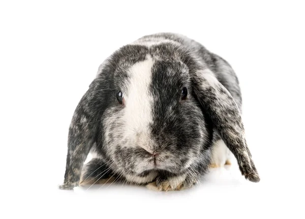 Junge Lop Kaninchen Rhoe Vor Weißem Hintergrund — Stockfoto