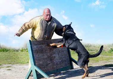 Beauce 'den gelen çoban köpeği güvenlik eğitimi alıyor.