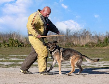 Gri Alman çoban köpeği yazın doğada antrenman yapıyor.