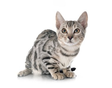 Bengal kedisi beyaz arka planda