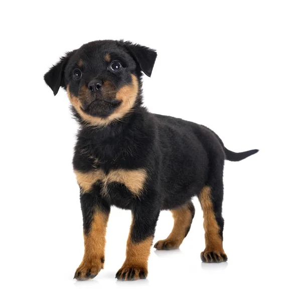 Welpe Rottweiler Vor Weißem Hintergrund — Stockfoto