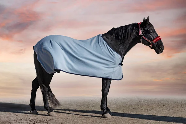 Cavalo Preto Seu Cobertor Cavalo Inverno — Fotografia de Stock
