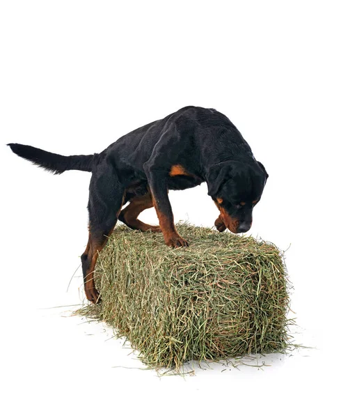 Hay Bale Rottweiler Front White Background — Stock Photo, Image