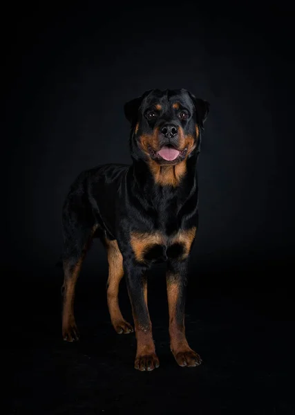 黑色背景前的纯种Rottweiler — 图库照片