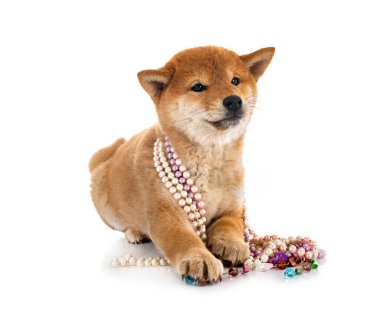 Beyaz arkaplan önünde shiba inu
