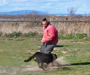 Beauce 'den gelen çoban köpeği güvenlik eğitimi alıyor.